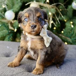 Banana Cream - female Australian Mountain Doodle puppy in Murray, Utah from Sun Valley Doodles