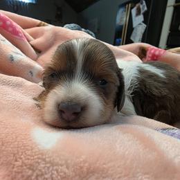 Chocolate pie boy - Piebald male Dachshund puppy in West Plains, Missouri from Spring Creek Dachshunds