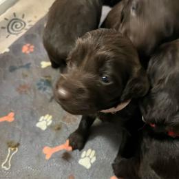 Girl 1 - Liver female Boykin Spaniel puppy in Stapleton, Alabama from Taensas Boykins