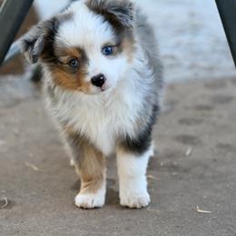 Morgan - Blue merle female Toy Australian Shepherd puppy in Wichita Falls, Texas from Shooting Stars Ranch Toy and Mini Aussies