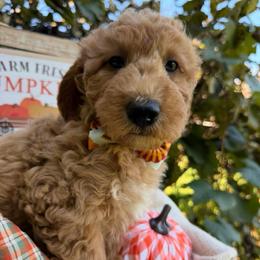 Forest (Mini Size - We have to your door delivery available) - Gold male Bordoodle puppy in Canfield, Ohio from Poo's Doo's & Inu's