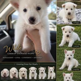 Justice-MILK DRUNK - White female German Shepherd puppy in Yuba City, California from Barton’s German Shepherds