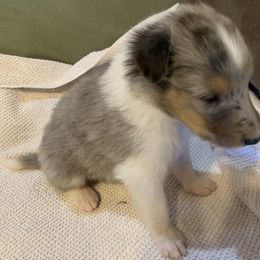 Collie Puppies from ColliesOklahoma