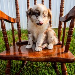 Woody - Red merle male Australian Shepherd puppy in Alvin, Texas from Gulf Coast Aussies