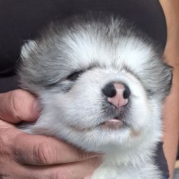 Boy 3 - Sable and white male Alaskan Malamute puppy in Prince William County, Virginia from SnoCap Kennel
