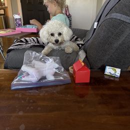 Bichon Frise puppies from Bonnie Maes' Bichon Frise Puppies
