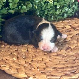 Hermione - Black & white female Toy Australian Shepherd puppy in California from Eagle River Aussies