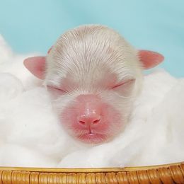 Companion Cross, Maltese, and Maltipoo Puppies from Seeking Shalom Acres Maltese, Maltipoos & Havamalts