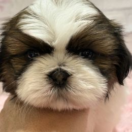 Shih Tzu Puppies from Delight Shihtzu