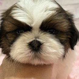 Shih Tzu Puppies from Delight Shihtzu