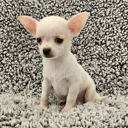 AKC Jasper - Cream and white male Chihuahua puppy in Newport, Maine from Pinewood Acres Chihuahuas