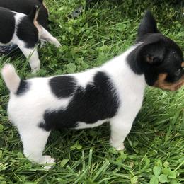 Rat Terrier Puppies from Mary ann Whipple's Rat Terriers