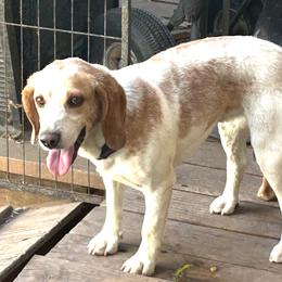 CEDAR - Beagle