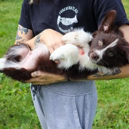 Fenrir - Red & white male Australian Shepherd puppy in Noblesville, Indiana from Saturn’s Rising Collies & Aussies