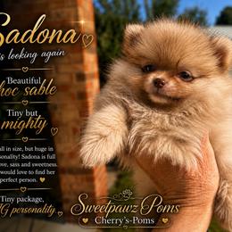 Sadona - Chocolate sable female Pomeranian puppy in Odessa, Texas from Cherry's Poms