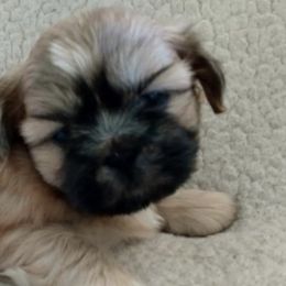 Shih Tzus from Gracie's Shih Tzus