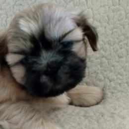 Shih Tzus from Gracie's Shih Tzus