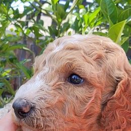 Goldendoodle Puppies from Americana Paws