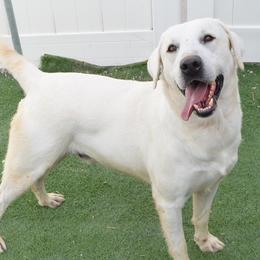 Rocky - Labrador Retriever