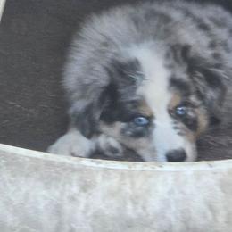 Fred - Blue merle male Australian Shepherd puppy in Three Rivers, Michigan from Mitten Australian Shepherds