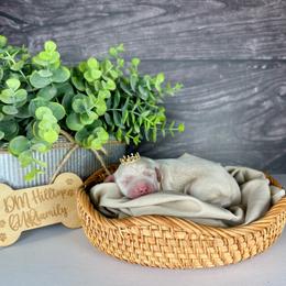 Purple Girl - Apricot female Goldendoodle puppy in Lowville, New York from DM Hilltop FURfamily
