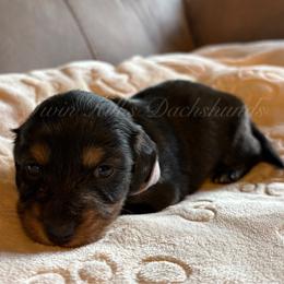 Purple - Black and tan female Dachshund puppy in Jonesboro, Illinois from Twin Hills Dachshunds