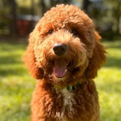 Aussiedoodles and Australian Mountain Doodles from Jagged Oaks Farm