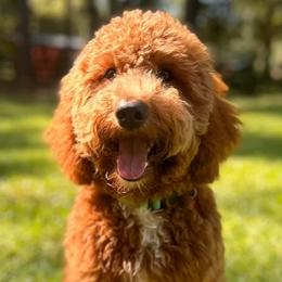 Aussiedoodles and Australian Mountain Doodles from Jagged Oaks Farm