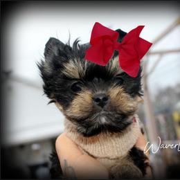 Waverly - Black and tan female Yorkshire Terrier puppy in Warren, Michigan from Danielle's Yorkie Babies