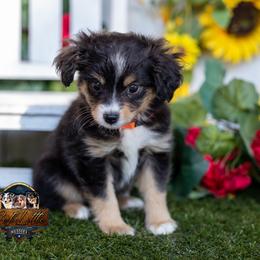 Georgia - Black tri female Toy Australian Shepherd puppy in Granbury, Texas from Best Little Aussies
