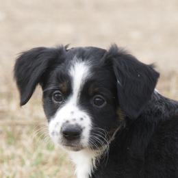 Delilah - Black tri female Miniature Australian Shepherd puppy in Fairview, South Dakota from Dakota Toy Aussies