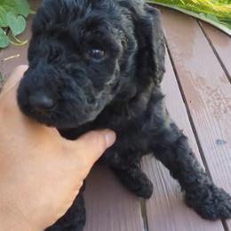 Puppy 5 - Black female Poodle puppy in Rialto, California from Boston & Sky