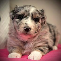 Jolly - Blue merle female Miniature Australian Shepherd puppy in North Lakeport, California from Wild Rose Ranch
