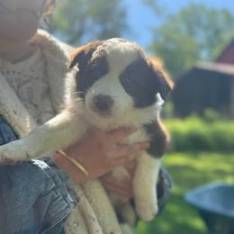 Billy - Chocolate male Border Collie puppy in Richfield, Ohio from Stone Garden Border Collies