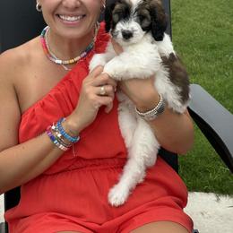 Bernedoodle Puppies from Glory Doodles