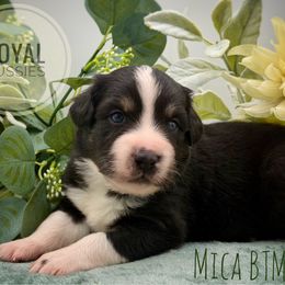 Mica - Black tri-color male Australian Shepherd puppy in Petersburg, Indiana from Royal Aussie’s
