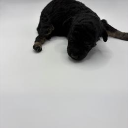Echo - Phantom female Poodle puppy in Sumter, South Carolina from Lixira Poodles LLC