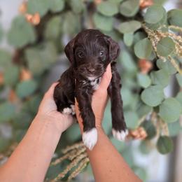 Chocolate Boy - Chocolate male Goldendoodle puppy in Somerville, Alabama from Southern Enchanted Doodles