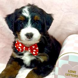 Dasher - Tri-color male Bernedoodle puppy in Pueblo, Colorado from Doodles of the Rockies