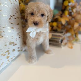 Lucca - Apricot male Goldendoodle puppy in Gilbert, Arizona from Sunny Doodles