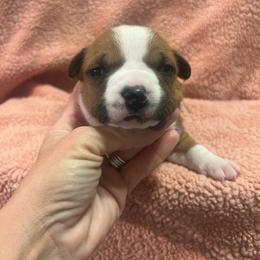 Rachel - Red female American Staffordshire Terrier puppy in Marietta, Georgia from Ambition Amstaffs