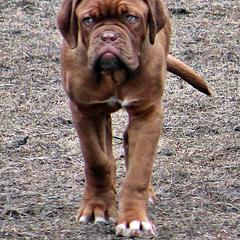 Hot Diggity's Uh Oh - Red Dogue de Bordeaux puppy in Andover, Connecticut from HOT DIGGITY DDB