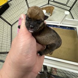 Miniature Schnauzer and Norwich Terrier Puppies from Parker Place  Puppies (Mini schnauzers and Norwich Terriers)