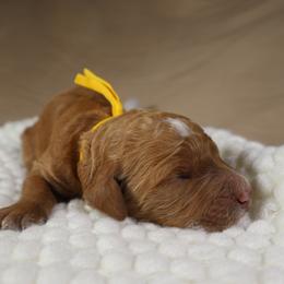 Lovie (Yellow Collar) - Cream female Goldendoodle puppy in Palmetto Bay, Florida from SOMIDOODLES