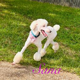 Poodle Puppies from Semmy’s standard Poodle