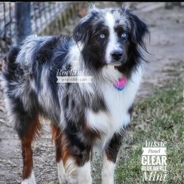 Daggers - Miniature Australian Shepherd