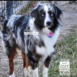 Daggers - Miniature Australian Shepherd