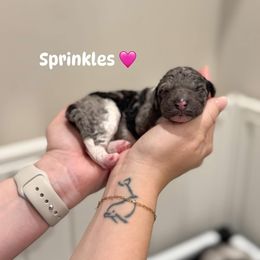 Sprinkles - Merle female Bernedoodle puppy in Benton, Arkansas from Cozy Creek Doodles