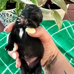 Pug Puppies from Masters Pugs