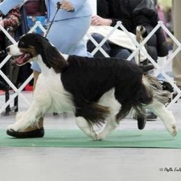 "Grandpa" English Springer Spaniel Puppies from Maleks Tri English Springer Spaniels